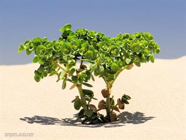 Mini Tree 100mm tall, Eucla, Western Australia